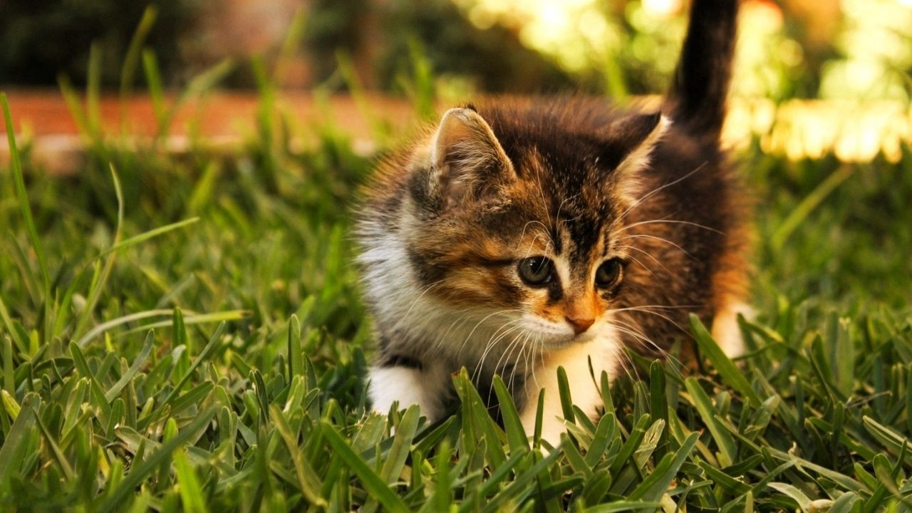 Wallpaper kitten, grass, fluffy, walk
