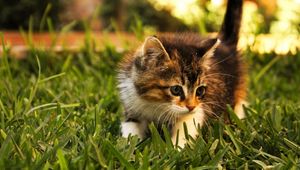 Preview wallpaper kitten, grass, fluffy, walk