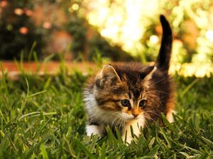 Preview wallpaper kitten, grass, fluffy, walk