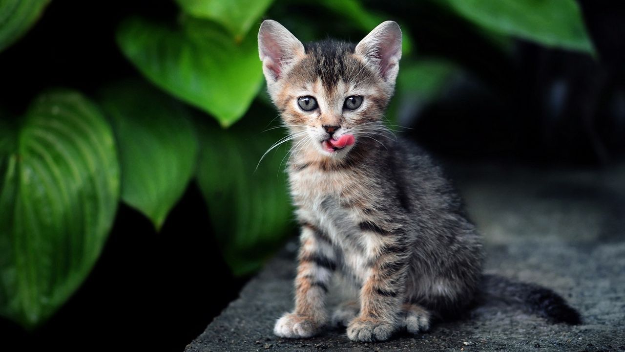 Wallpaper kitten, grass, leaves, sit