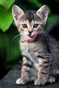 Preview wallpaper kitten, grass, leaves, sit