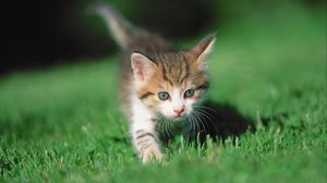 Preview wallpaper kitten, grass, legs