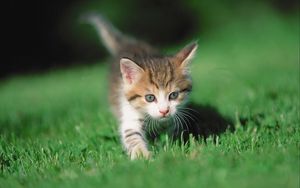 Preview wallpaper kitten, grass, legs