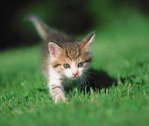 Preview wallpaper kitten, grass, legs