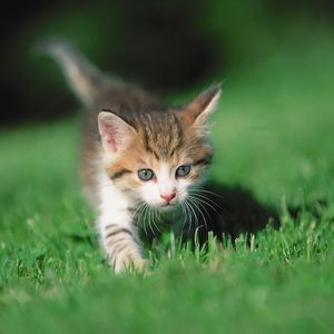 Preview wallpaper kitten, grass, legs