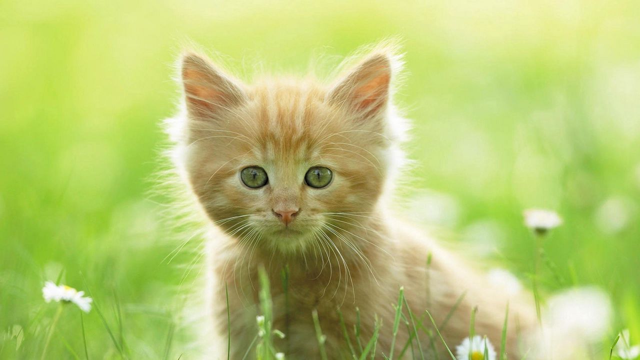 Wallpaper kitten, grass, light, walk