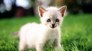 Preview wallpaper kitten, grass, light, color