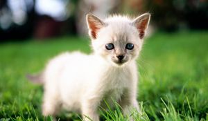 Preview wallpaper kitten, grass, light, color