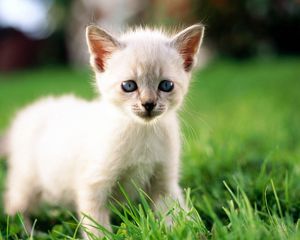 Preview wallpaper kitten, grass, light, color