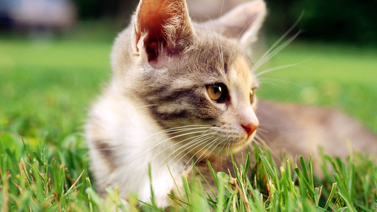 Wallpaper kitten, grass, look, face