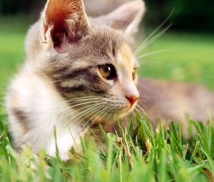 Preview wallpaper kitten, grass, look, face