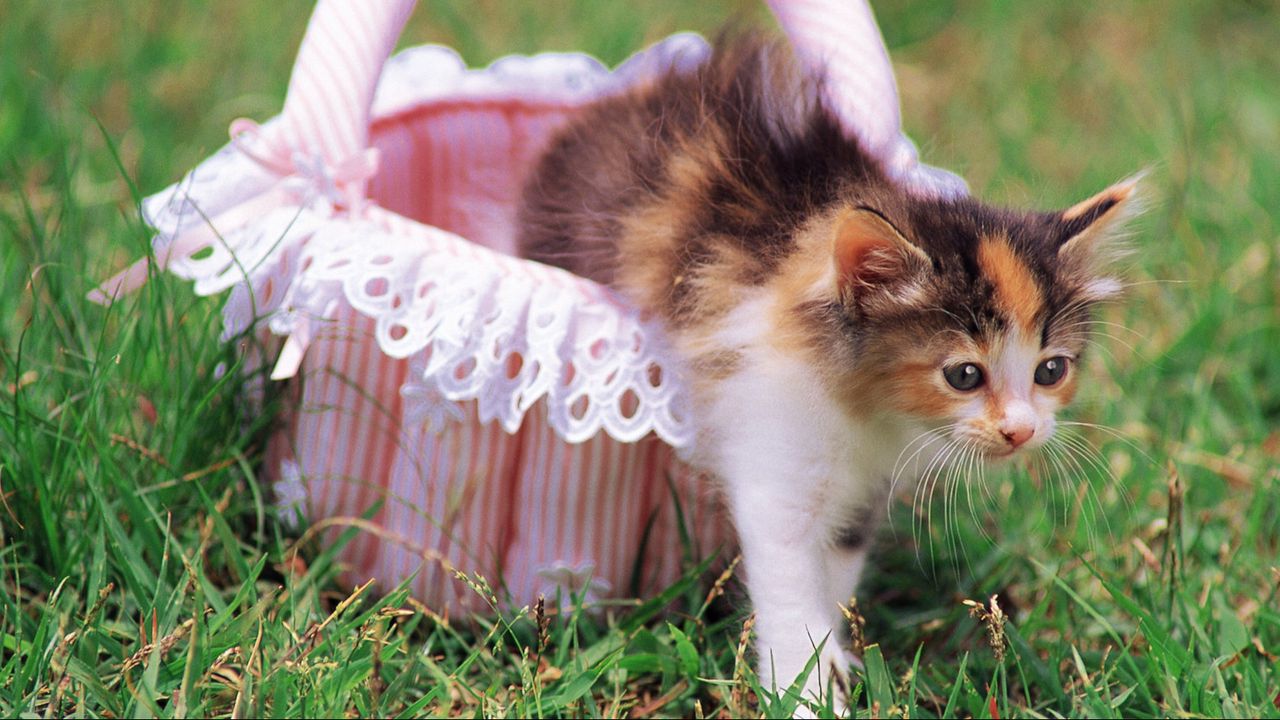 Wallpaper kitten, grass, shopping, spotted