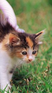 Preview wallpaper kitten, grass, shopping, spotted