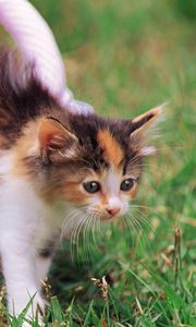 Preview wallpaper kitten, grass, shopping, spotted