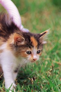 Preview wallpaper kitten, grass, shopping, spotted