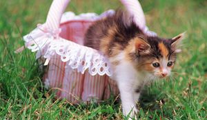 Preview wallpaper kitten, grass, shopping, spotted