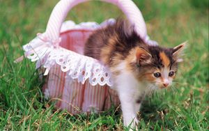 Preview wallpaper kitten, grass, shopping, spotted
