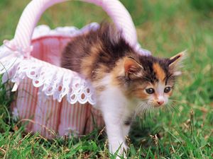 Preview wallpaper kitten, grass, shopping, spotted