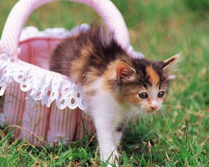 Preview wallpaper kitten, grass, shopping, spotted