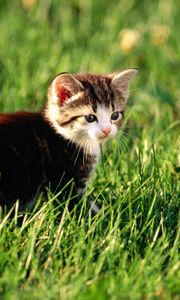 Preview wallpaper kitten, grass, sit, hunting