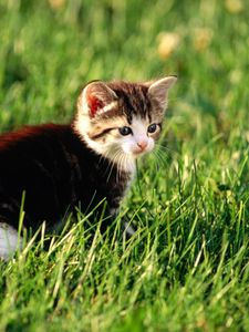 Preview wallpaper kitten, grass, sit, hunting