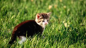 Preview wallpaper kitten, grass, sit, hunting