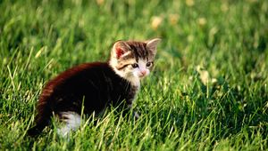 Preview wallpaper kitten, grass, sit, hunting