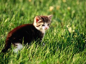 Preview wallpaper kitten, grass, sit, hunting