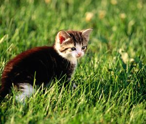 Preview wallpaper kitten, grass, sit, hunting