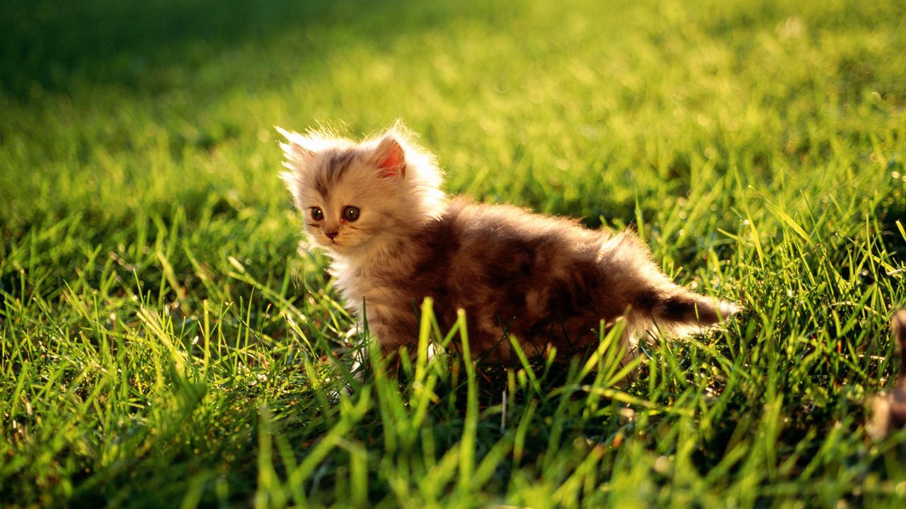 Wallpaper kitten, grass, sit, fluffy, light