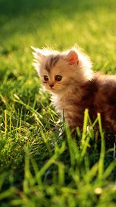 Preview wallpaper kitten, grass, sit, fluffy, light