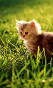 Preview wallpaper kitten, grass, sit, fluffy, light