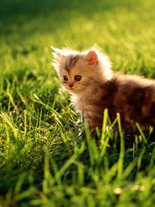 Preview wallpaper kitten, grass, sit, fluffy, light