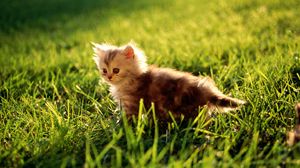 Preview wallpaper kitten, grass, sit, fluffy, light