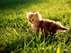 Preview wallpaper kitten, grass, sit, fluffy, light