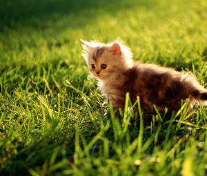 Preview wallpaper kitten, grass, sit, fluffy, light