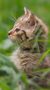 Preview wallpaper kitten, grass, stand, attention