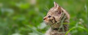 Preview wallpaper kitten, grass, stand, attention