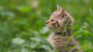 Preview wallpaper kitten, grass, stand, attention