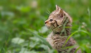 Preview wallpaper kitten, grass, stand, attention