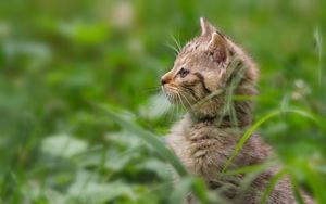 Preview wallpaper kitten, grass, stand, attention