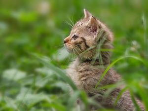 Preview wallpaper kitten, grass, stand, attention