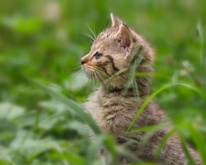 Preview wallpaper kitten, grass, stand, attention