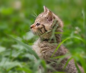 Preview wallpaper kitten, grass, stand, attention