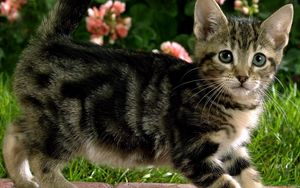 Preview wallpaper kitten, grass, striped, flowers