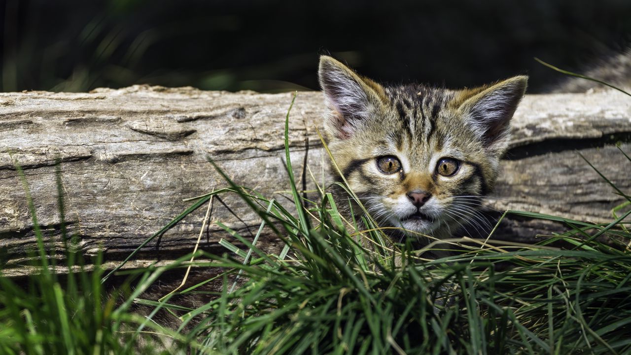 Wallpaper kitten, grass, tree, pet