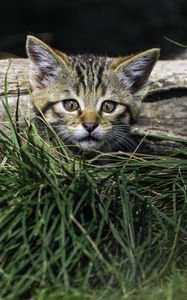 Preview wallpaper kitten, grass, tree, pet