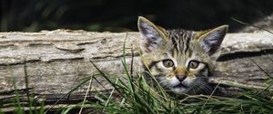 Preview wallpaper kitten, grass, tree, pet