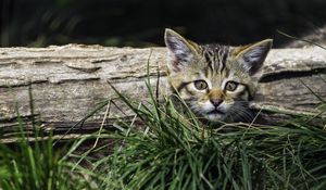 Preview wallpaper kitten, grass, tree, pet