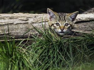 Preview wallpaper kitten, grass, tree, pet